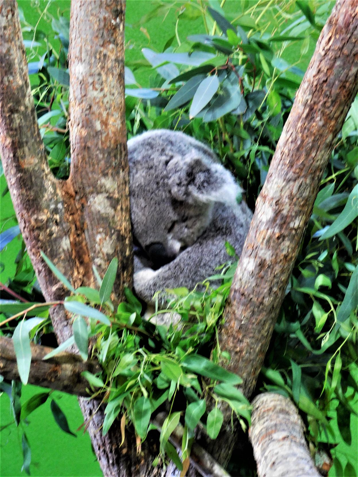 Sleep little one